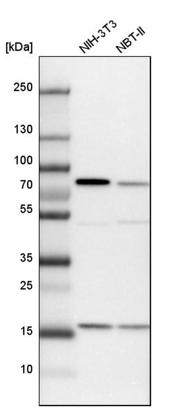 SNX9 Antibody in Western Blot (WB)