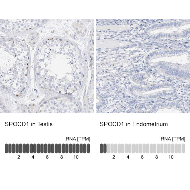 SPOCD1 Antibody