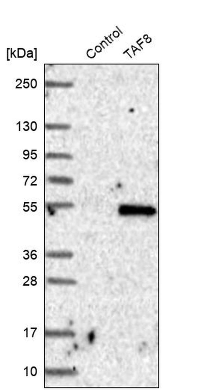 TAF8 Antibody in Western Blot (WB)