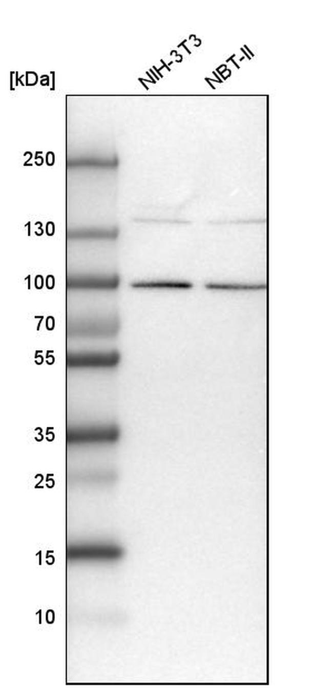 COLGALT2 Antibody in Western Blot (WB)