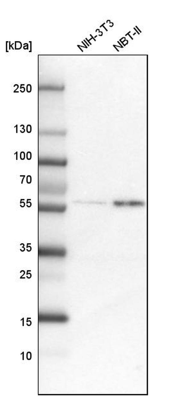 COLGALT2 Antibody in Western Blot (WB)