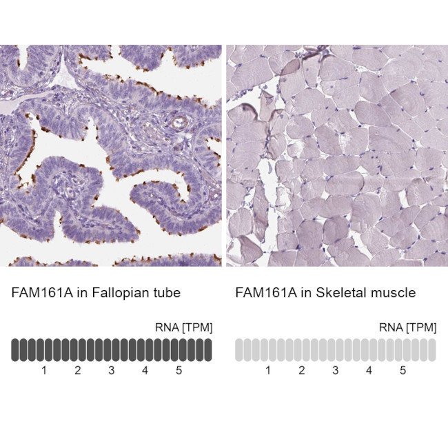 FAM161A Antibody