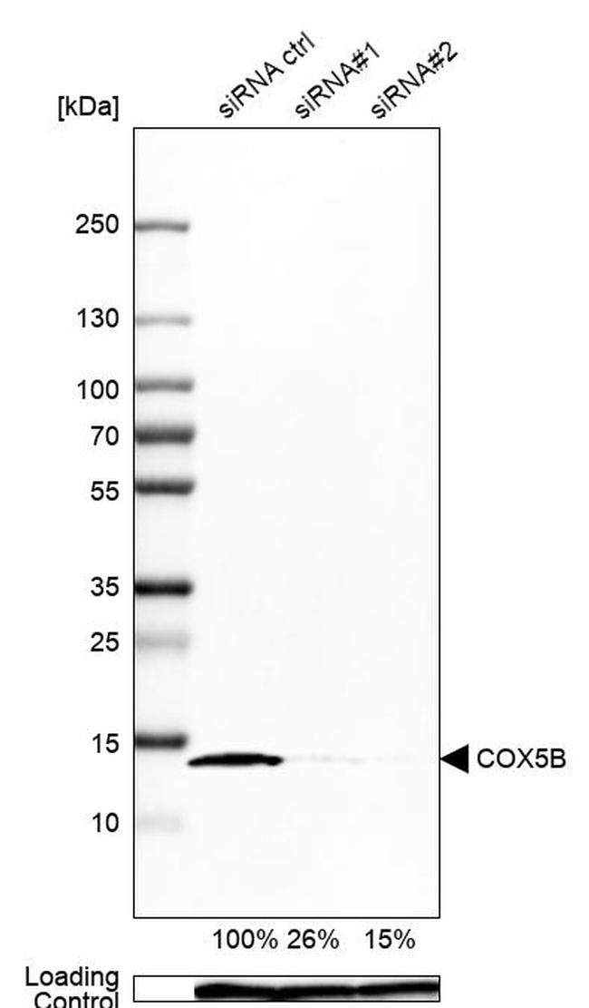 COX5B Antibody in Western Blot (WB)