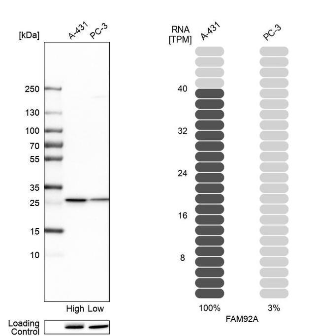 FAM92A1 Antibody in Western Blot (WB)