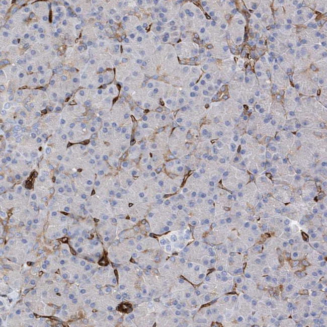 UBTD1 Antibody in Immunohistochemistry (IHC)