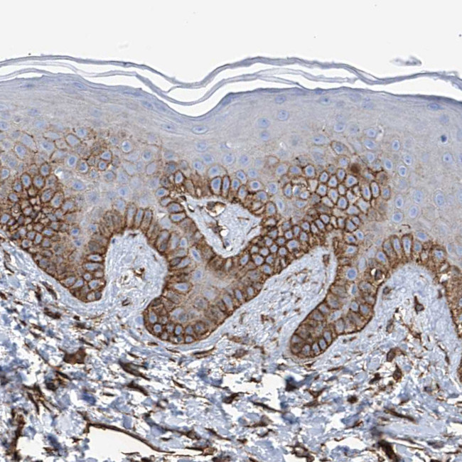 UBTD1 Antibody in Immunohistochemistry (IHC)