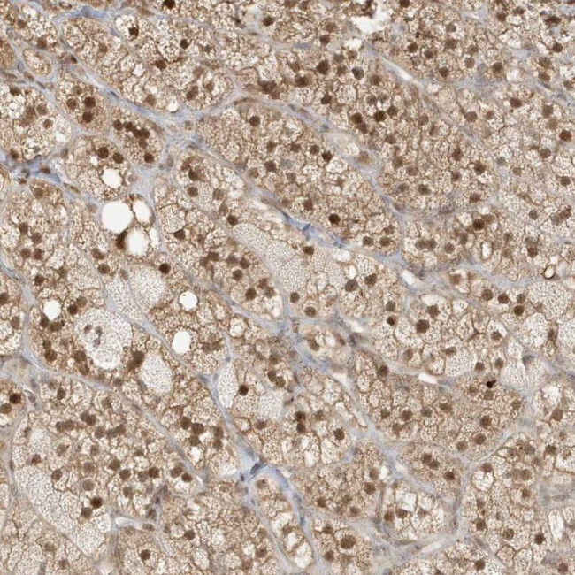 ZBTB41 Antibody in Immunohistochemistry (IHC)