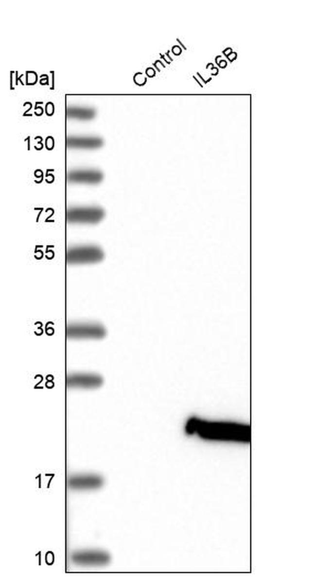 IL36B Antibody in Western Blot (WB)