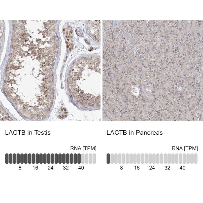 LACTB Antibody