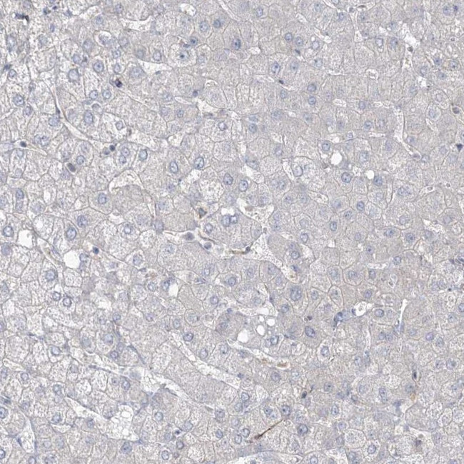 ZNF821 Antibody in Immunohistochemistry (IHC)