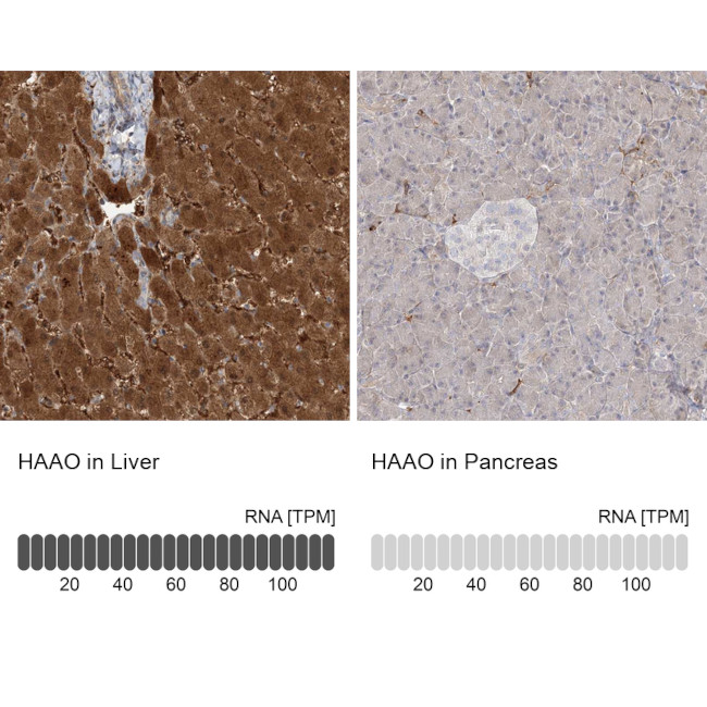 HAAO Antibody in Immunohistochemistry (IHC)