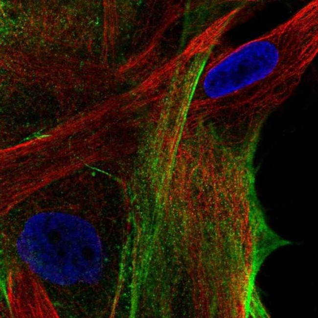 ARSJ Antibody in Immunocytochemistry (ICC/IF)