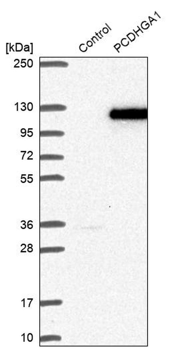 PCDHGA1 Antibody in Western Blot (WB)