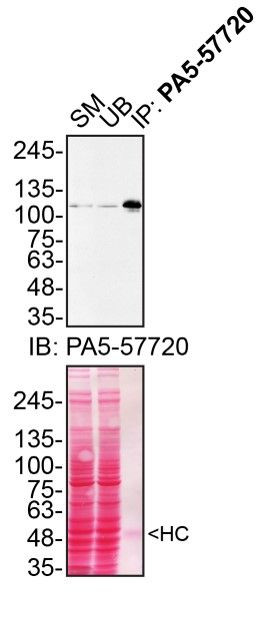 MATR3 Antibody in Immunoprecipitation (IP)