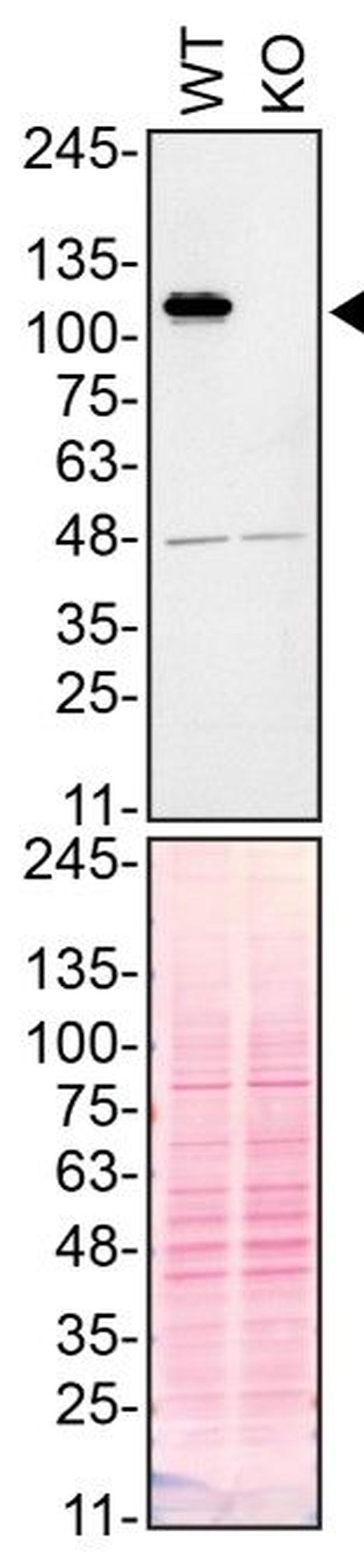 MATR3 Antibody in Western Blot (WB)