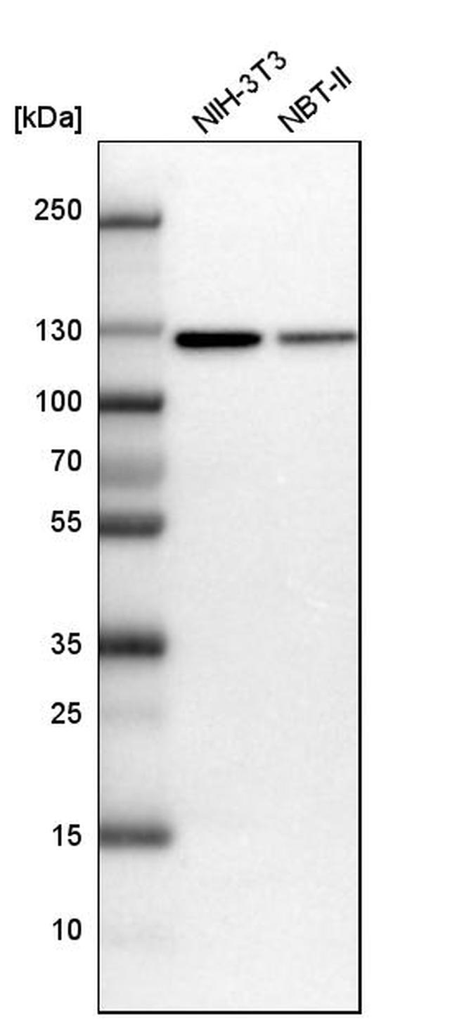 MATR3 Antibody in Western Blot (WB)