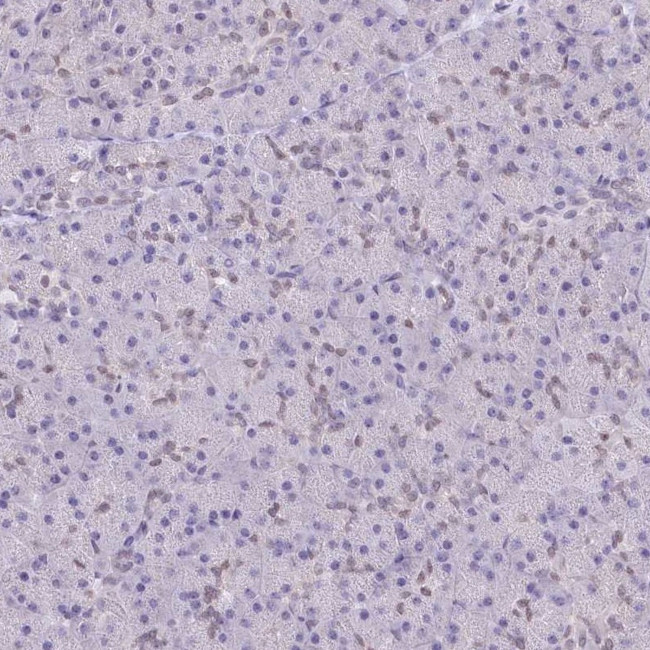 HNRNPA0 Antibody in Immunohistochemistry (IHC)