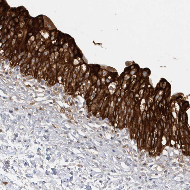 FAM35A Antibody in Immunohistochemistry (IHC)