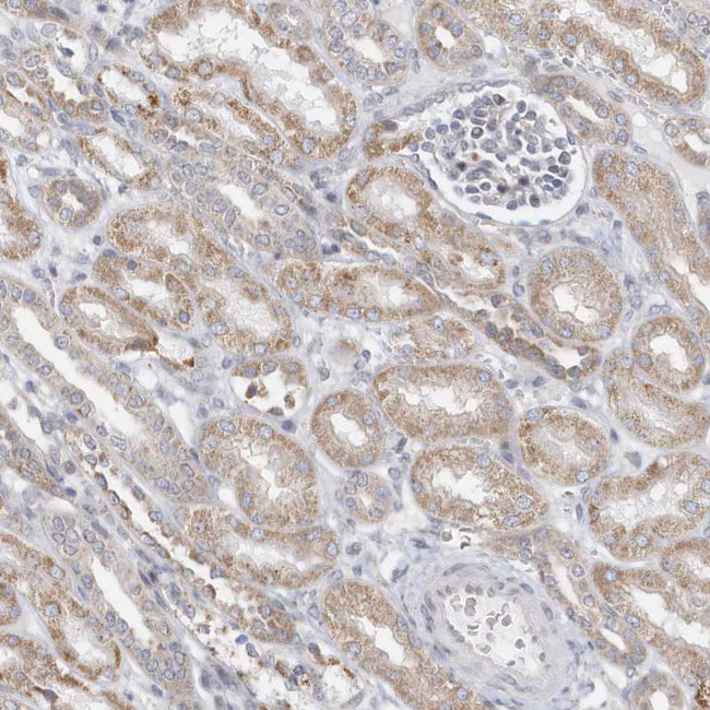 FAM35A Antibody in Immunohistochemistry (IHC)