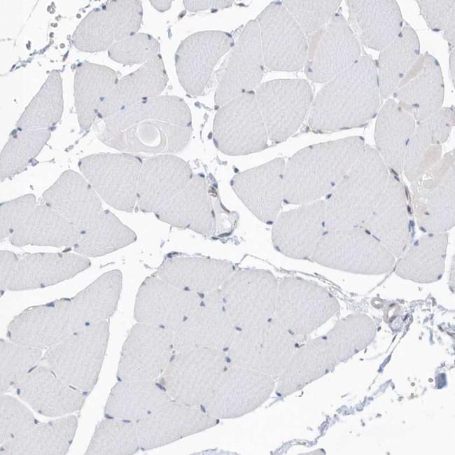 FAM35A Antibody in Immunohistochemistry (IHC)