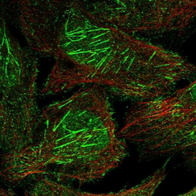 FAM35A Antibody in Immunocytochemistry (ICC/IF)