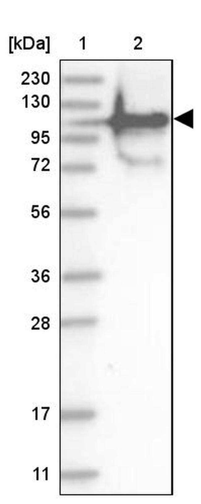 FAM35A Antibody in Western Blot (WB)