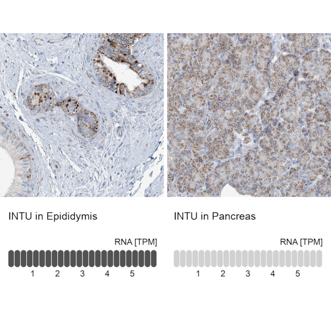 INTU Antibody in Immunohistochemistry (IHC)
