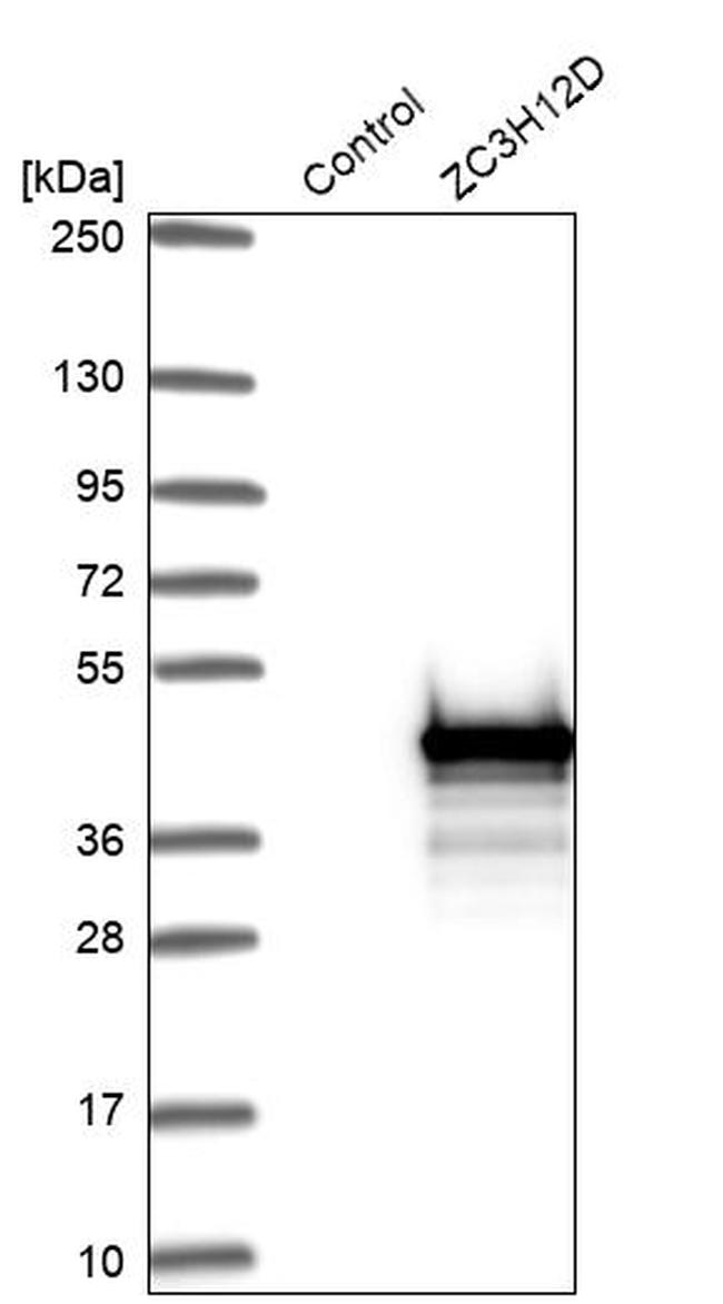 ZC3H12D Antibody in Western Blot (WB)