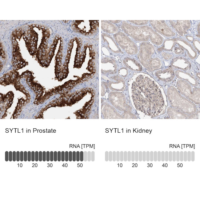 SYTL1 Antibody