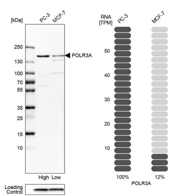 POLR3A Antibody in Western Blot (WB)