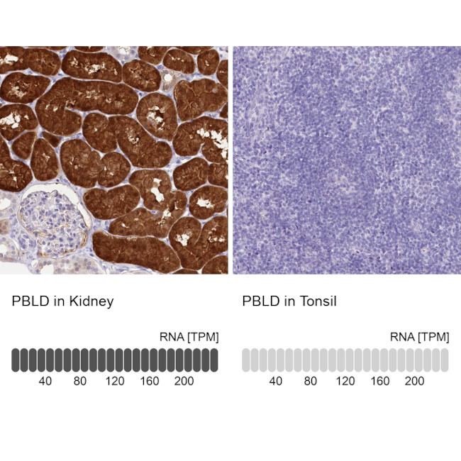 PBLD Antibody