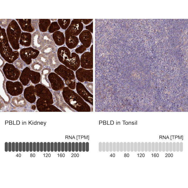 PBLD Antibody