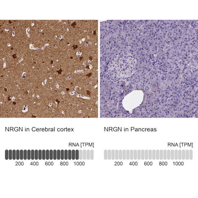 NRGN Antibody in Immunohistochemistry (IHC)