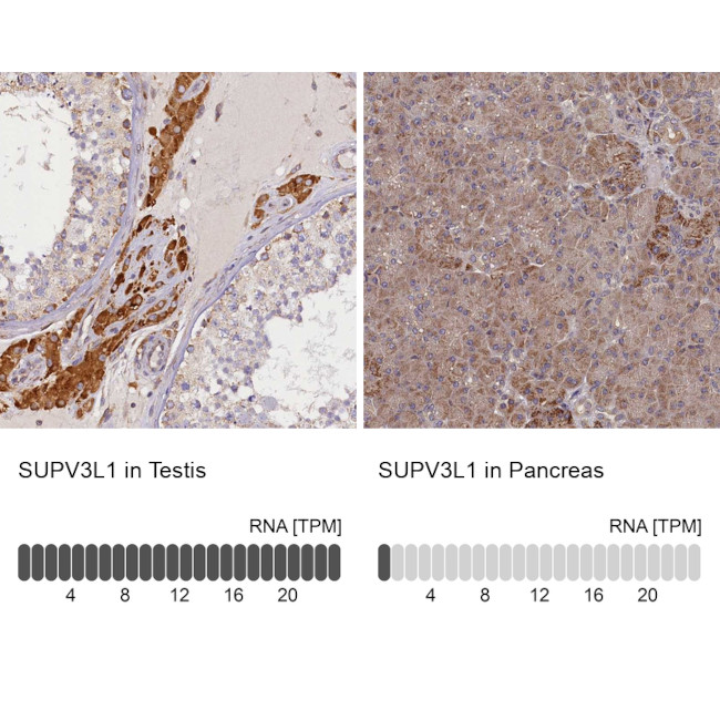 SUPV3L1 Antibody