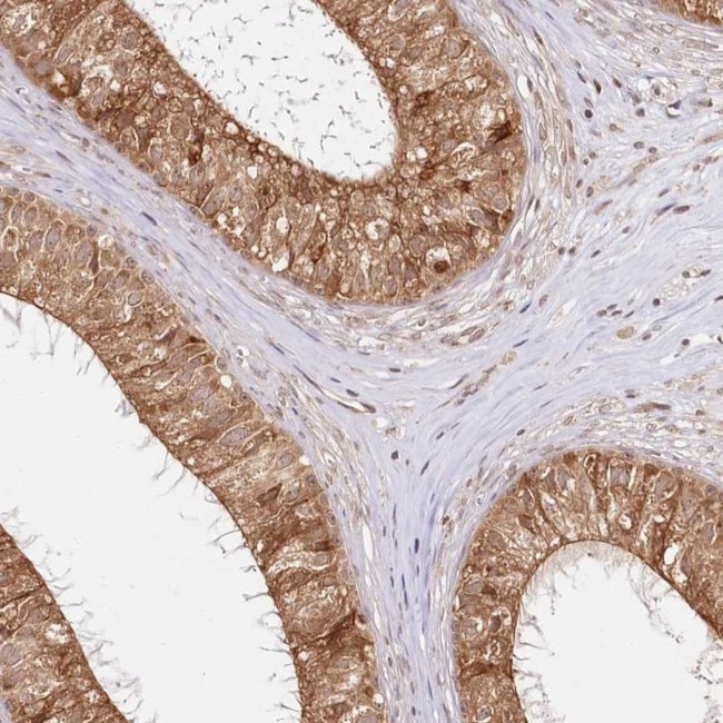 CNPY2 Antibody in Immunohistochemistry (IHC)