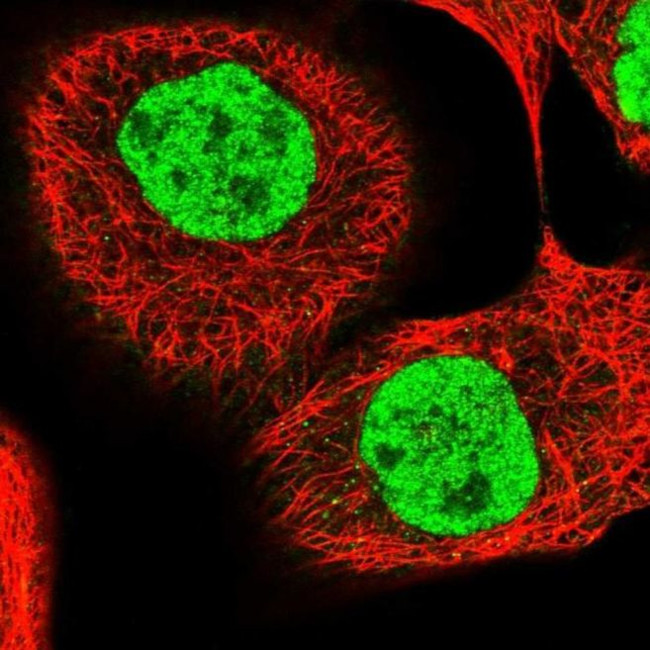 PPRC1 Antibody in Immunocytochemistry (ICC/IF)