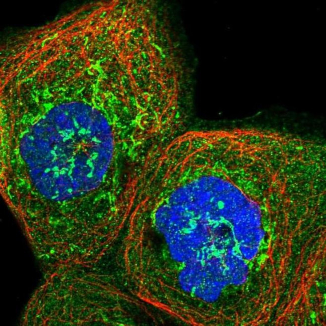 MRPS35 Antibody in Immunocytochemistry (ICC/IF)