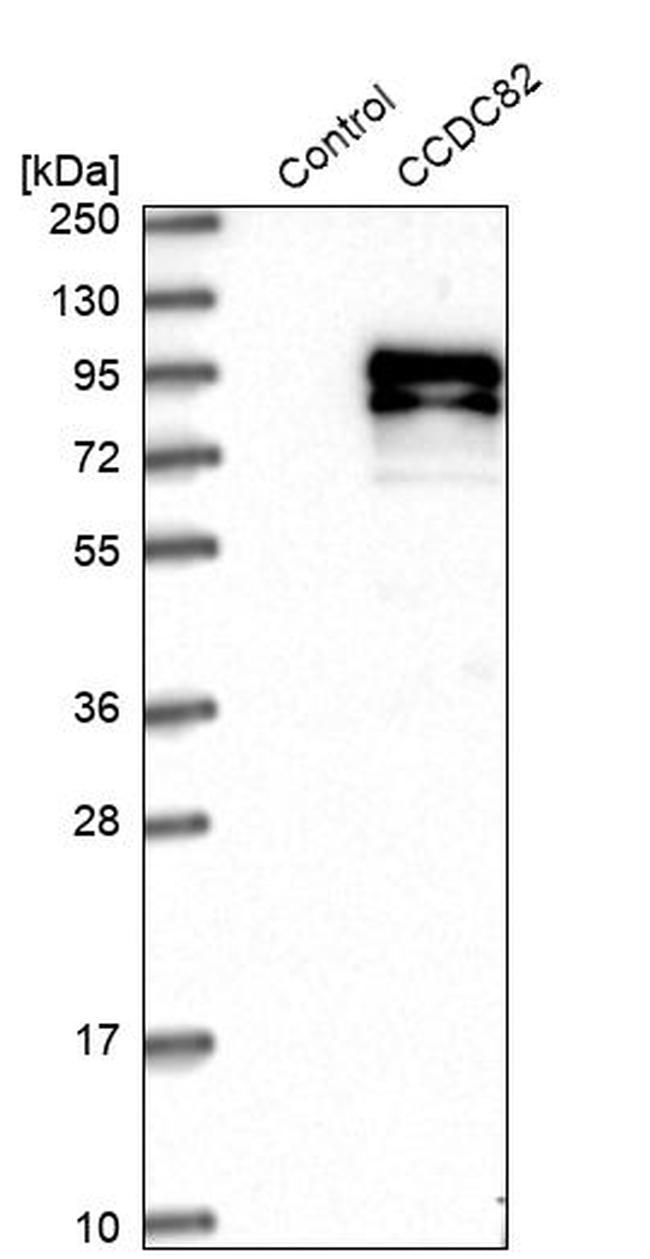 CCDC82 Antibody in Western Blot (WB)