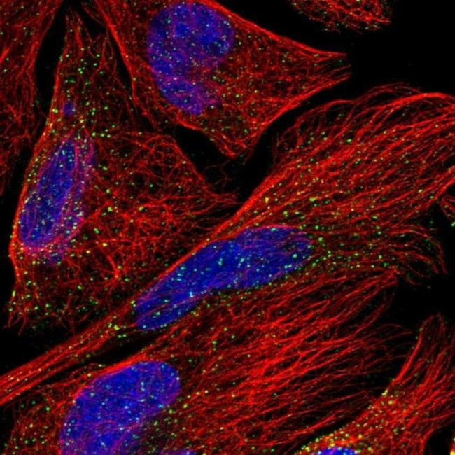 ORP5 Antibody in Immunocytochemistry (ICC/IF)