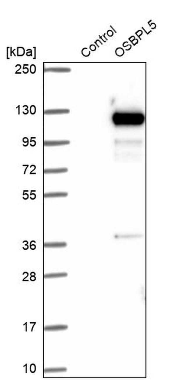 ORP5 Antibody in Western Blot (WB)