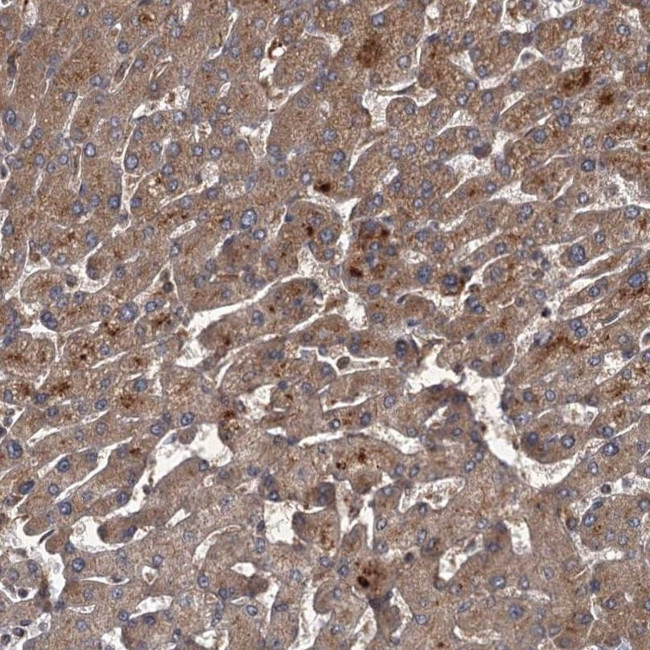 UNC93B1 Antibody in Immunohistochemistry (IHC)