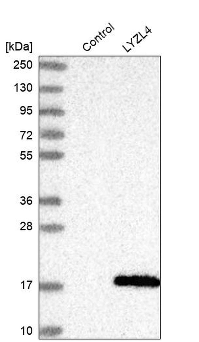 LYZL4 Antibody in Western Blot (WB)