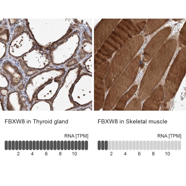 FBXW8 Antibody