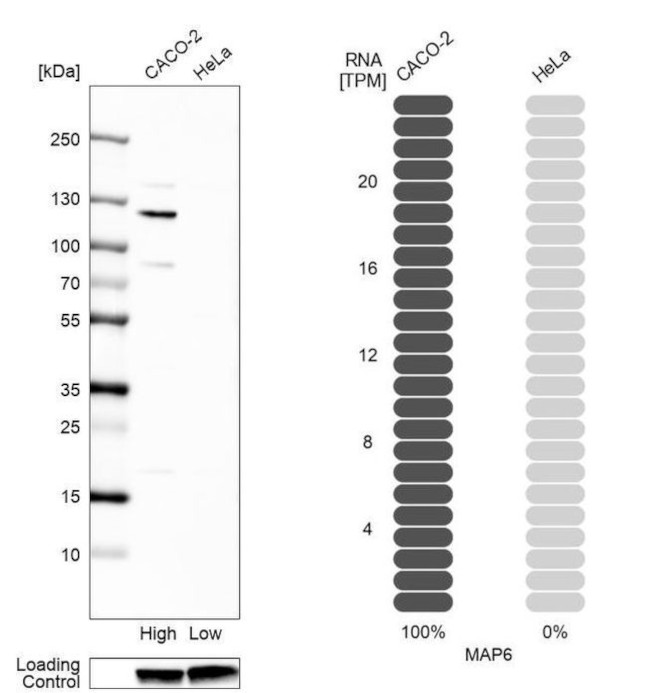 MAP6 Antibody