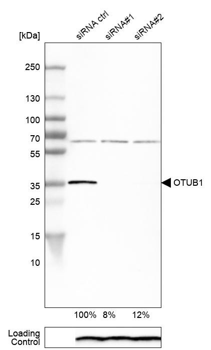 OTUB1 Antibody