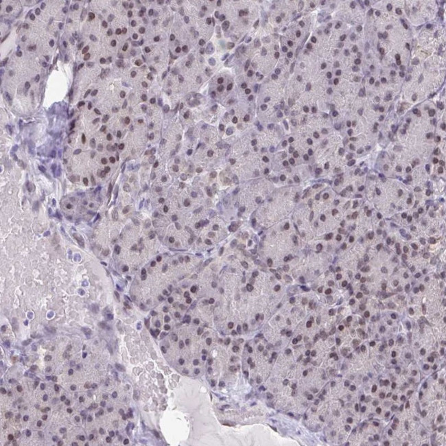 BANF1 Antibody in Immunohistochemistry (IHC)