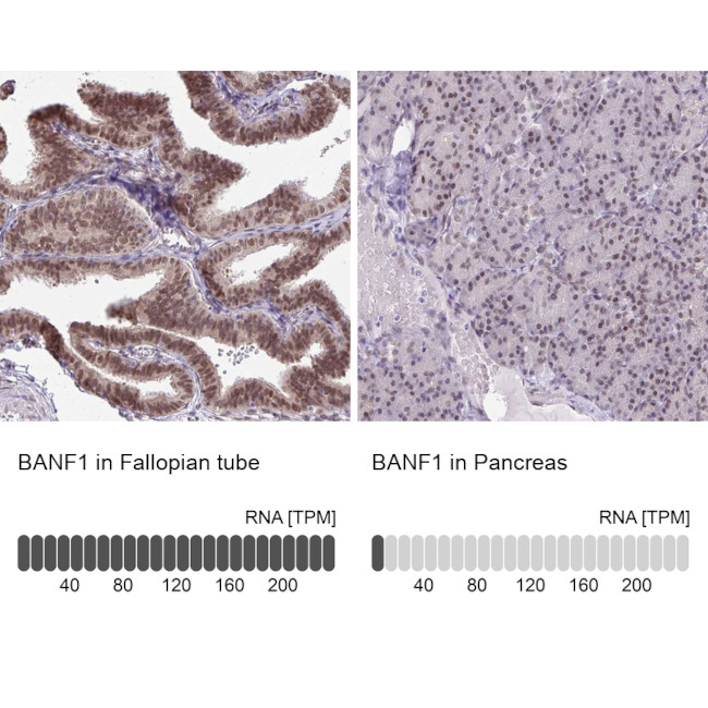 BANF1 Antibody