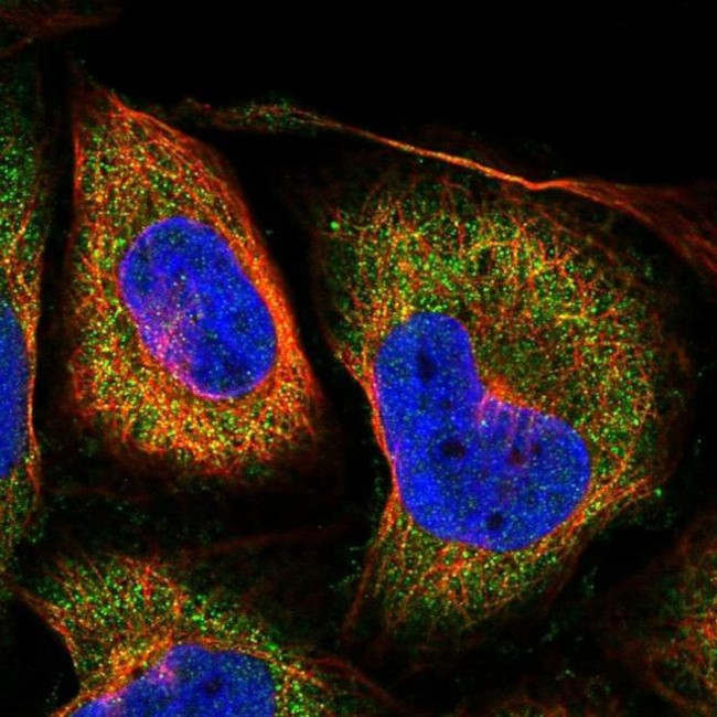 LOH12CR1 Antibody in Immunocytochemistry (ICC/IF)