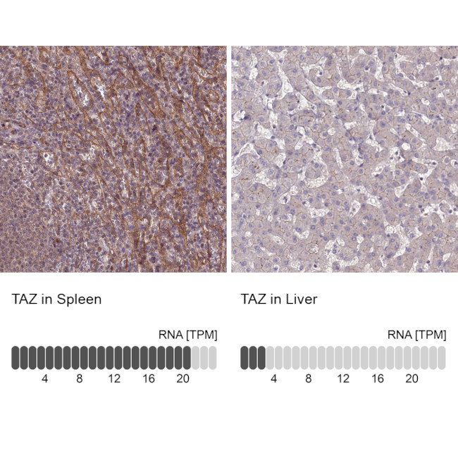 TAZ Antibody