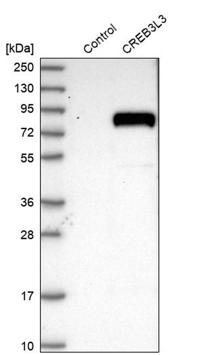 CREB3L3 Antibody in Western Blot (WB)